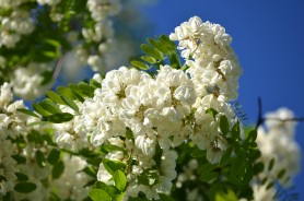 Ce poți să faci din flori de salcâm. 5 rețete aromate